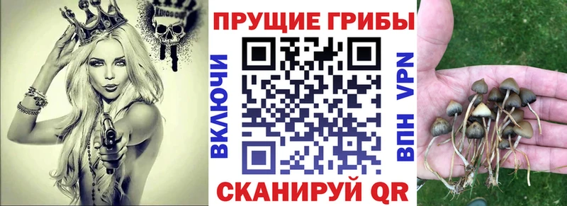 купить   Волгодонск  Псилоцибиновые грибы Psilocybe 
